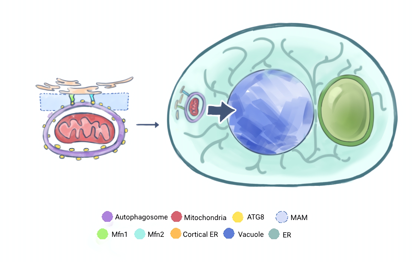 Figure 2. Mitochondria are anchored to the cortical ER by the proteins Mfn1 and Mfn2 that form the MAM contact site. Here, Atg8 autophagosomes can form and traffic dysfunctional mitochondria material to the vacuole.