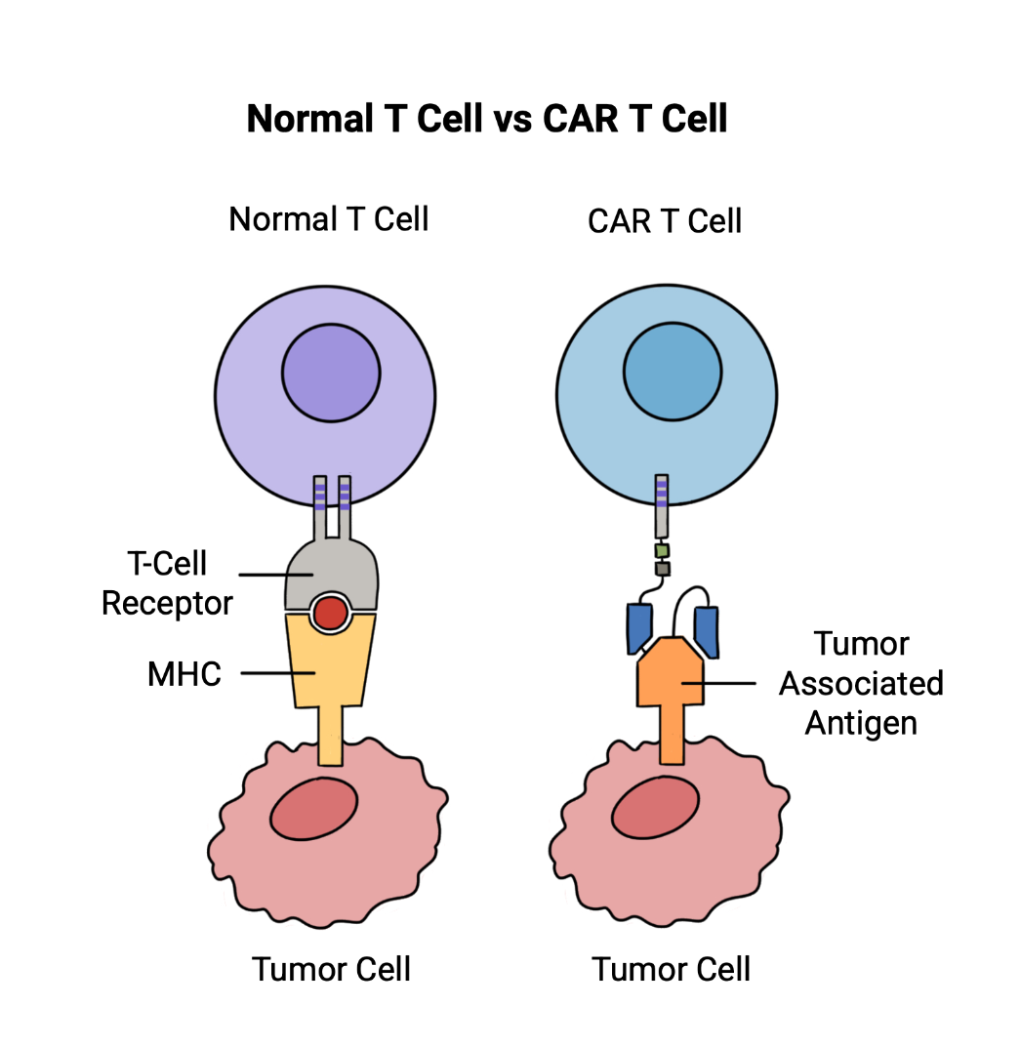 Comparison in interactions between normal/CAR-T cells and cancer cells