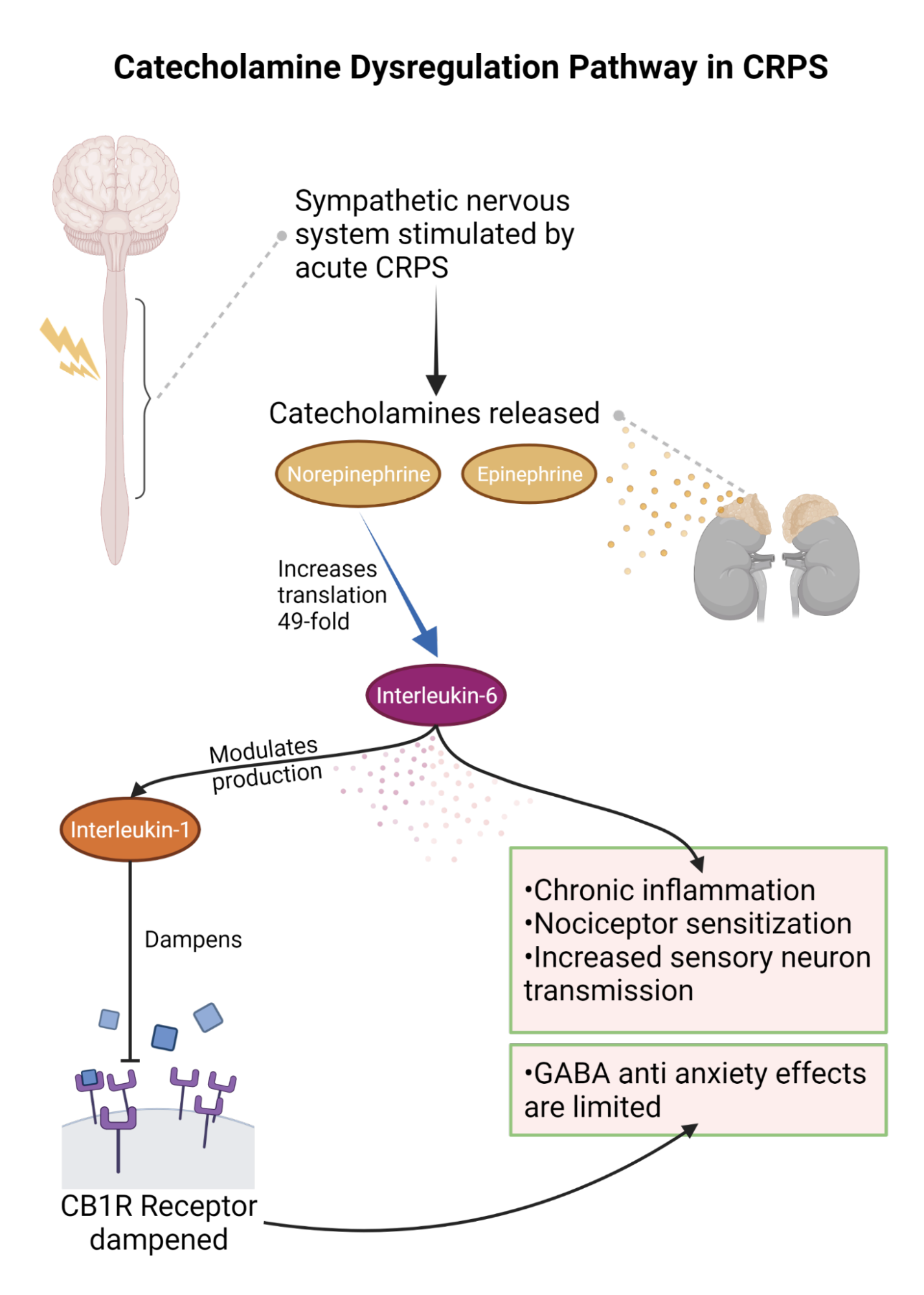 Figure 1: TNF-a’s role in the dysregulation of tryptophan metabolism. Under normal conditions, tryptophan is transformed into serotonin in the brain and gut, producing regulatory effects on mood and the sleep cycle as well as promoting health communication between neurons. Under inflammatory conditions, like those seen in CRPS and depression, TNF-a secretion inhibits the production of serotonin through the upregulation of adrenal-corticotropin. Tryptophan is then utilized in the liver for production of neur