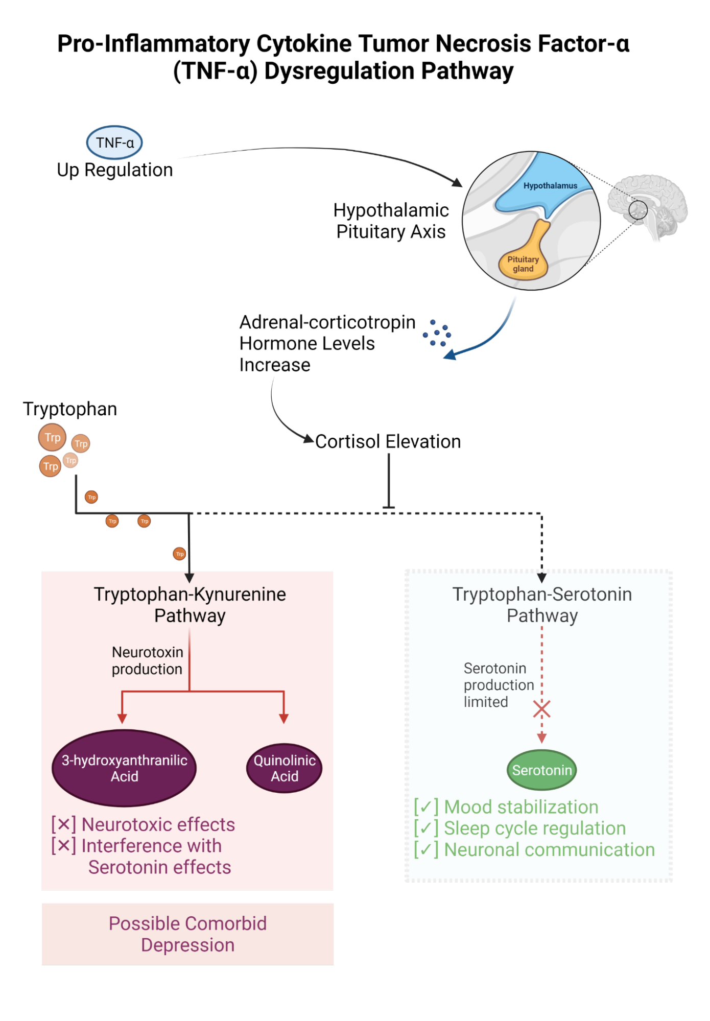 Figure 2: Sympathetic stimulation following acute CRPS results in an increase in catecholamines. The subsequent upregulation of interleukin-6 and interleukin-1 dampens GABA’s anti-anxiety effects and leads to increased nociceptor activation.  Astrocytes