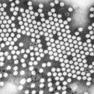 Poliovirus