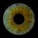 A close-up view of a colorful eye with gold and green hues on a black background.